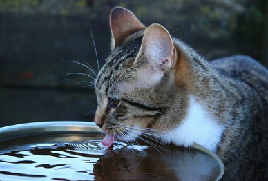 Cat drinking water. 