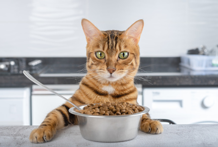 Cat with his food in front of him. 