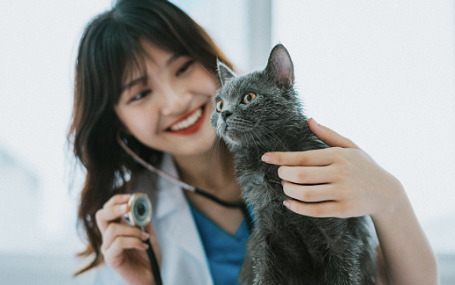 Cat in consultation with your veterinarian.