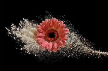 Gerbera daisy flower with pollen around.