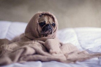 A pug wrapped in a blanket.