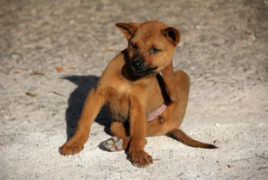 Dog scratching himself. 