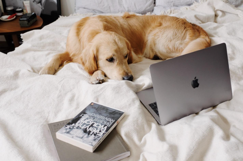Dog in a bed, in front of a laptop-watching. 