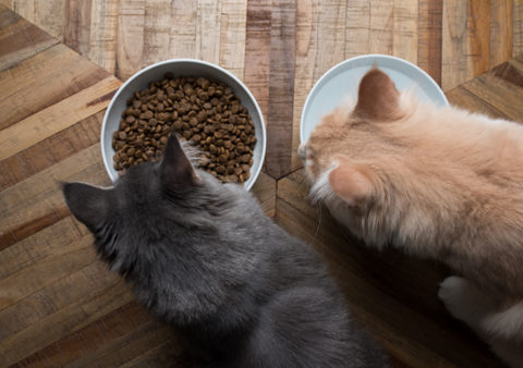 One cat eating and one cat drinking water. 