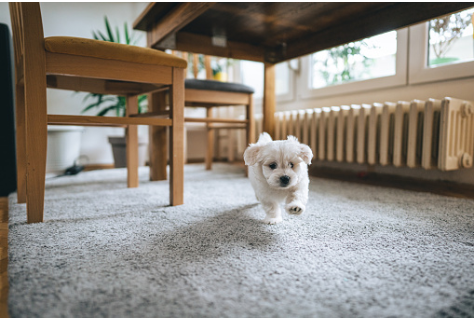 Bichon Frise dog breed running in the house.