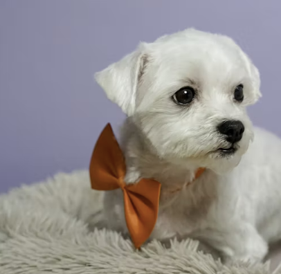 Little Maltese with an orange bow tie.
