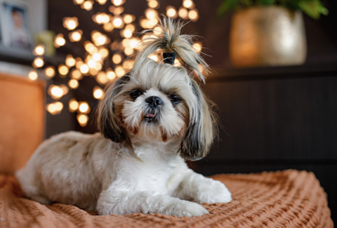 A Shih Tzu puppy with a cute hairstyle.