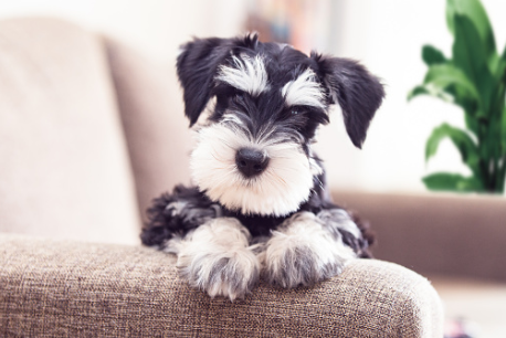 A white and black Schnauzer puppy sitting on the sofa.