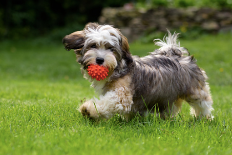 A Havanese dog in the garden playing with its ball in its mouth.