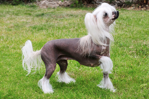 A hairless Chinese Crested dog in the garden.
