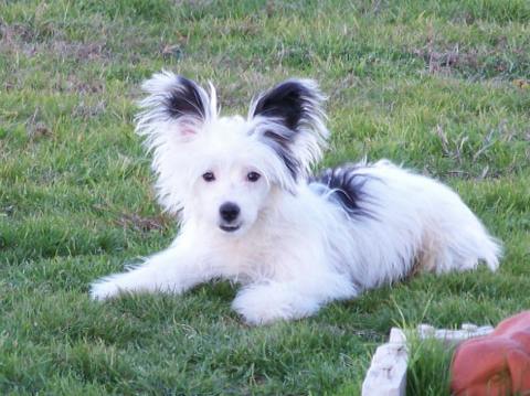 A Powderpuff Chinese Crested dog lying in the garden.