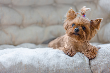 A little Yorkshire Terrier dog lying on the sofa with a cute hairstyle.