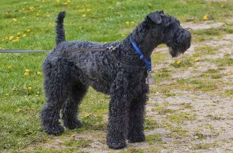 A Kerry Blue Terrier dog walking on a leash in the park.