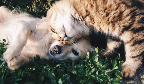 A little dog and a cat lying down on the grass.