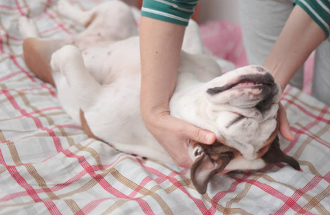 A dog is being massaged.