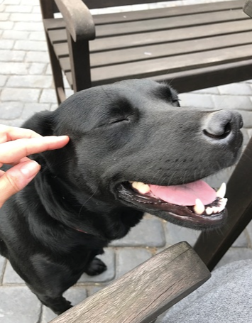 A happy big black dog.