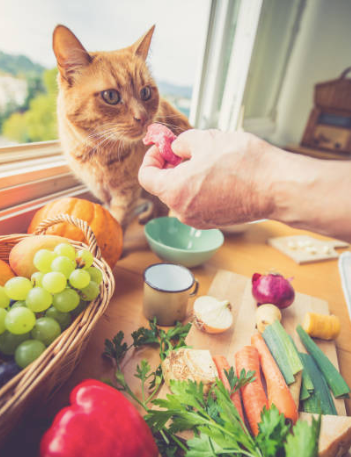 A cat is fed with natural homemade food.