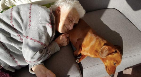 An elderly lady lying on the couch with her little dog.