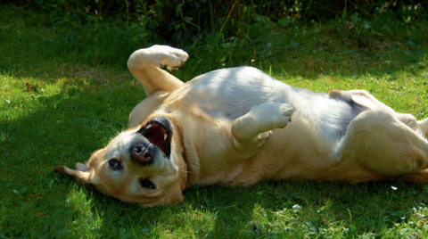 Happy dog lying down in the grass.