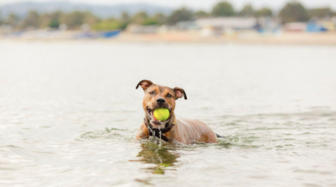A dog on the beach with its ball in its mouth.