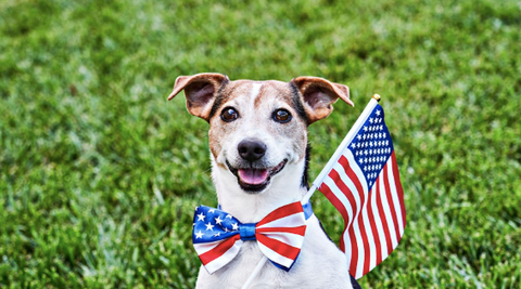 A dog with a bow and the US flag.