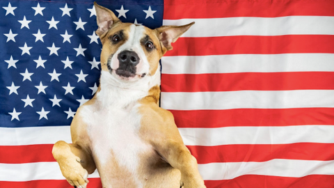 A dog lying on a US flag.
