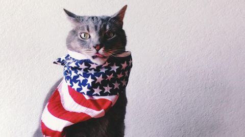 A cat with a scarf with a US flag around its neck.