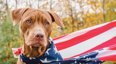A dog with a US flag around its neck.