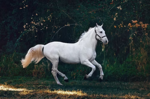 White horse running in the grass.