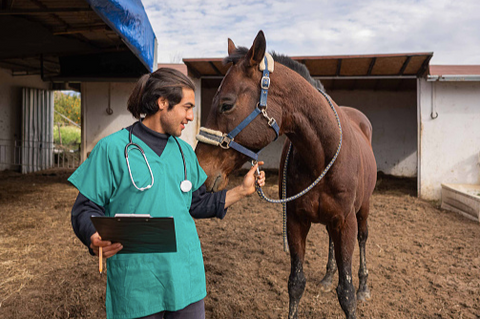 Horse with his vet.