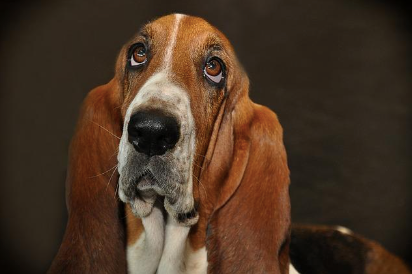 A picture of a Basset Hound.