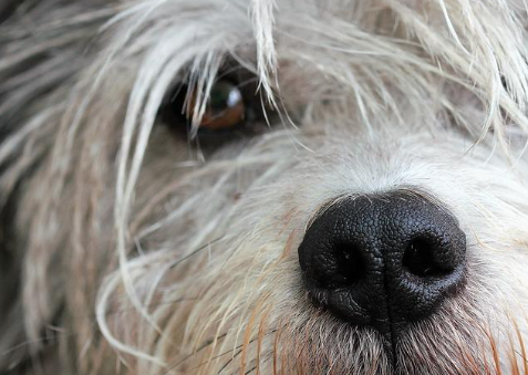 Photo of a dog, just showing one eye and the muzzle.