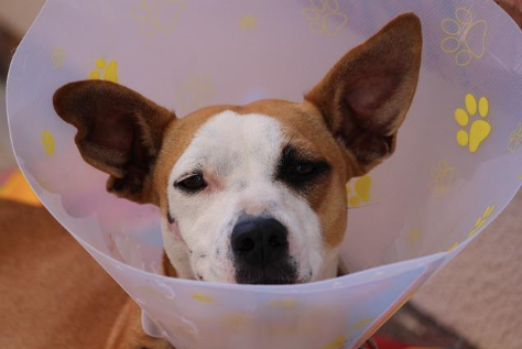 Photo of a dog wearing a protective cone.