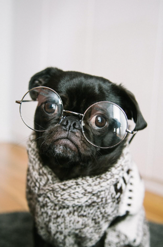 Picture of a black Pug wearing glasses.