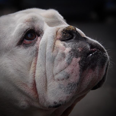 Picture of a face of a Bulldog.