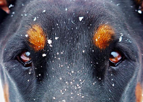 Photo of just the dog's eyes with snow.