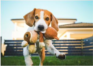 A Beagle dog running in the garden with its teddy bear in its mouth.