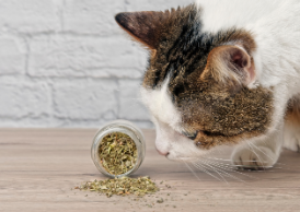 A cat with a catnip.