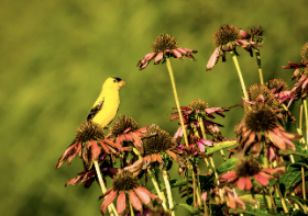 A picture of a bird and an Echinacea plant.