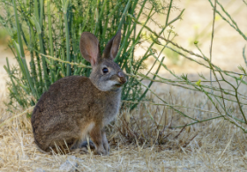 A picture of a rabbit in nature.