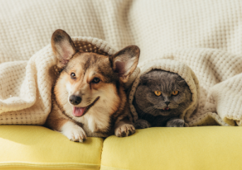 Photo of a cat and a dog under the covers.