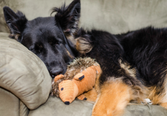 Photo of a dog sleeping with his teddy bear.