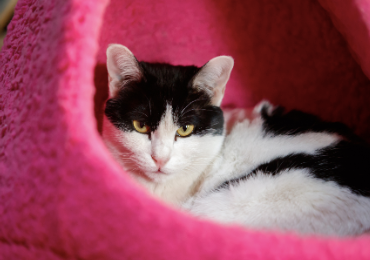 A black and white cat is lying down on his bed.