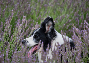 A dog is in a field of lavender.