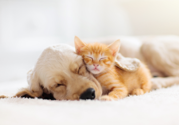 A picture of a dog sleeping with a baby cat.