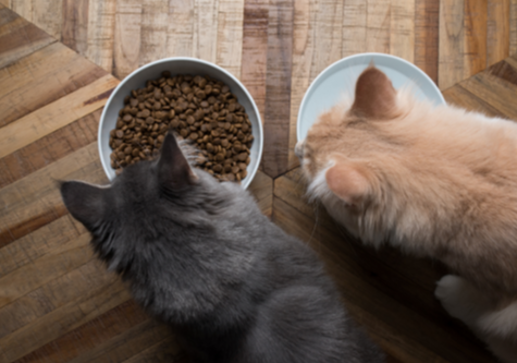 A picture of two cats, one is eating and the other one is drinking water.