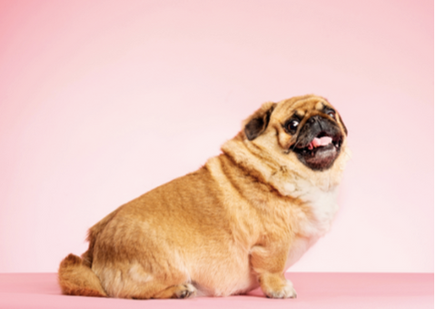 A picture of a fat Pug dog breed.