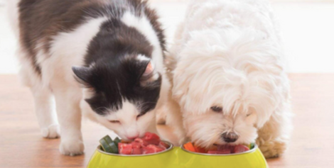 A picture of a cat and a dog eating.