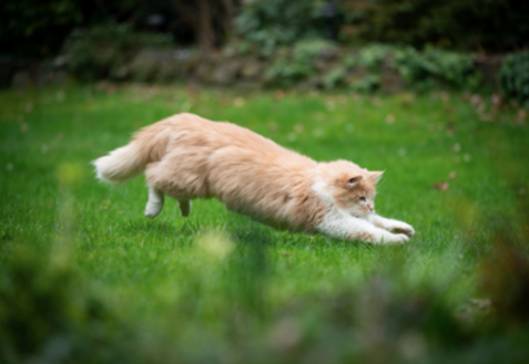 A picture of a cat running in the garden.