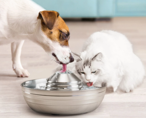 A picture of a cat and dog drinking water.